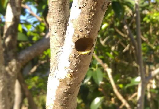 クマバチの巣注意点植木